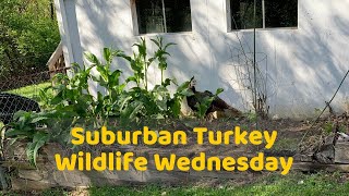 Suburban Turkey - Wildlife Wednesday