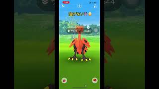 【ポケモンGO】ガラル三鳥に連続で遭遇？！ゾロアが実装したのでさっそく自慢の相棒とおさんぽおこうしてみた🚶‍♀️#ポケモンgo #shorts #グッバイ宣言 #ゾロア＃ガラル三鳥