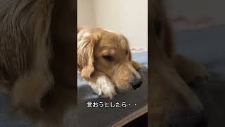 叱られない方法を思いついたみたいです🐶 #ゴールデンレトリバー #音読さん使用