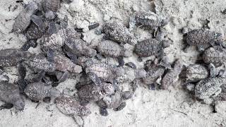 Visiting Arnavon Islands' Hawksbill Sea Turtle hatchlings in the Solomons with Heritage Expeditions