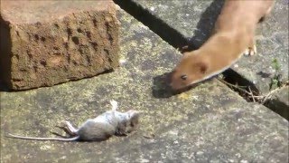 ネズミを運ぶイタチ / A weasel carrying a mouse