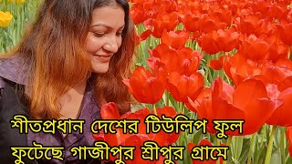 শীতপ্রধান দেশের টিউলিপ ফুল বাংলাদেশের গাজীপুর শ্রীপুর এ// The winter flowers