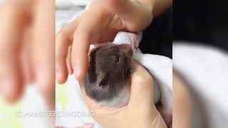 Hamsterdingding．黃金鼠寶寶．黃金鼠．熊仔鼠．黑豆