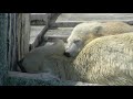 甘えん坊の子グマ~polar bear s cub is spoilt child