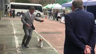 都下八南愛犬クラブ展テリアG牡2020