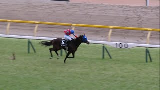 【現地】2024/2/11  初音ステークス 岩田 望来 コンクシェル 【東京競馬場】