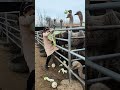 快手三农耕耘计划 磁力万合计划 快手幸福乡村带头人 ostrich funny