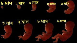 গর্ভাবস্থায়🤰বাচ্চার কত মাসে কোন অঙ্গের গঠন হয়/Fetus Developement/১ থেকে ৯ মাস গর্ভাবস্থা