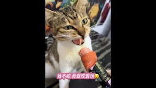 #小猫咪能有什么坏心思它只想被爱 #这小猫谁养谁不迷糊 #喵星人的下一秒永远超出你的想象 #猫咪的心思都写在脸上了 #谁能拒绝傻憨憨的小猫咪