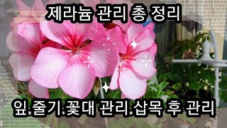 제라늄 관리 총 정리! 잎관리.줄기관리.꽃대관리.삽목후 관리