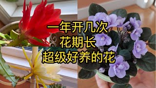 分享我喜欢的花：令箭荷花 Epiphyllum Orchid Cactus，紫罗兰 African Violet