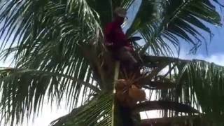 70 year old man chops down coconuts from tree in Nicaragua