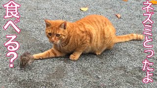 【ネズミ閲覧注意】野良猫たち、人間に狩りの自慢をする　The stray cats hunting mice