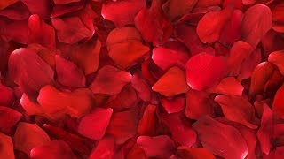 Red Rose Petals Fill Screen Overlay