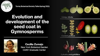 Evolution and development of the seed coat in Gymnosperms - Cecilia Zumajo - Torrey Talks