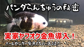 パンダらんちゅうの注意点と 実家ヤフオク金魚導入の回　 金魚大好き悠tube