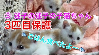 ③　5/20、３匹目保護　【迷子の迷子の子猫ちゃん】