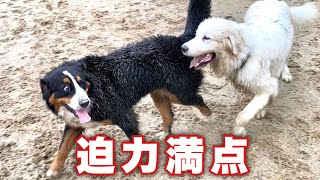 お隣さんの愛犬クロスビーとドッグランで大はしゃぎ！バーニーズマウンテンドッグ【大型犬】10ヶ月