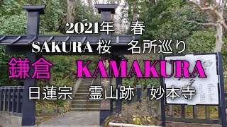 旅blog/　鎌倉桜名所巡り　2021年　日蓮宗霊山跡　妙本寺