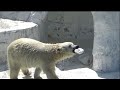 【シロクマの1分動画＃145】オモチャ吹っ飛んでいく💗シロクマのホウちゃん【天王寺動物園】