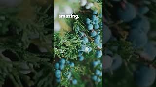 Here's How To Use Juniper Berries