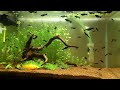 black molly aquarium