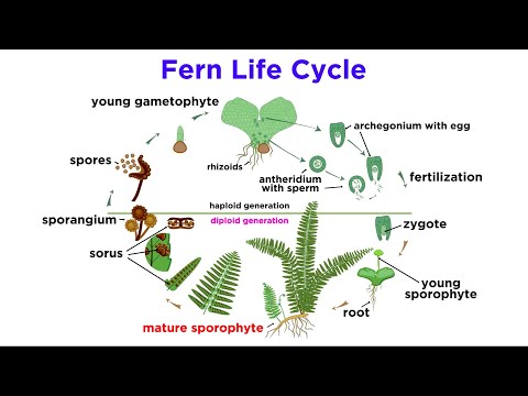 Which of the following are stages in the life cycle of a fern?