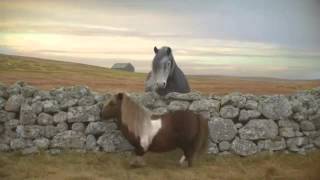 Three Dancing Pony - Advert