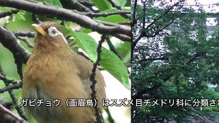 ガビチョウの鳴き声