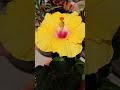 yellow hybrid hibiscus hibiscus 🌺 gudahal flower hibiscusflower gudhal flower