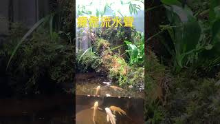 Moss苔蘚玻璃容器水陸缸，生態瓶，療癒流水，Moss ecological bottle, water and land tank 苔ガラス容器造景