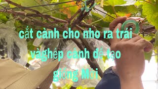 Kĩ Thuật cắt cành nho Ra trái và ghép cành để tạo giống Mới