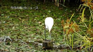 チュウサギ　バン　カワセミ　カワラヒワ　コサギ　アオサギ　ゴイサギ・ホシゴイ　今日の鳥