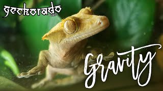 🦎 GECKORADO - Gravity | Correlophus Ciliatus.