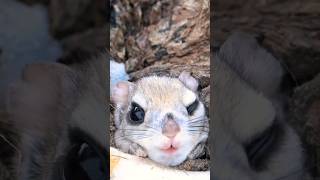 Japanese dwarf flying squirrel #shorts #short #viral #youtubeshorts #eichhörnchen #squirrel