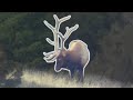 Two Bulls Down! Late Season Elk Hunting -  (Eastmans' Beyond the Grid)