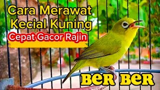 CARA MERAWAT KECIAL KUNING BER BER BIAR CEPAT GACOR RAJIN BUNYI