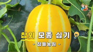 [성주 참들농원] 참외 모종 심기💡