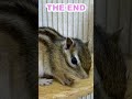 しまりす「ポン吉」厳しい毎日！！【ペット】【シマリス】【chipmunk】【squirrel】【kawaii】【cute】