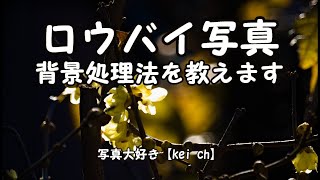 蝋梅背景処理方教えます（初級者向け）