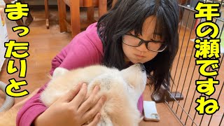 年の瀬・まったり秋田犬そうすけ君・チクチク草難儀なシェパード犬マック君