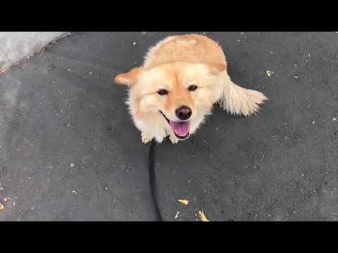 Dog Not Coming When Called? Dog Not Coming When Called?