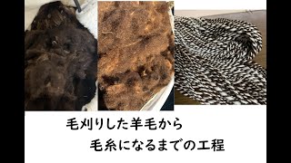 毛刈りした羊毛が毛糸になるまでの工程