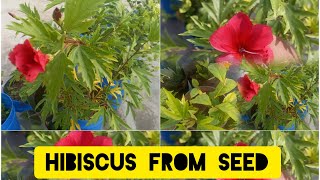 Hibiscus  from seeds