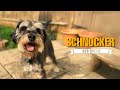 Schnocker Dog Breed - Everything You Need to Know