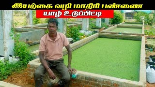 100% இயற்கை உணவு பண்ணை வளர்ப்பு Jaffna natural AZOLLA farming  | Sri Lanka traveler Tamil Vlog