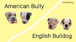 ความแตกต่างระหว่าง American bully กับ English bulldog