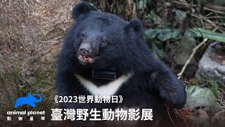 黑熊Ｘ山椒魚Ｘ紫斑蝶 三部臺灣最美的野生動物紀錄片｜臺灣野生動物影展｜動物星球頻道