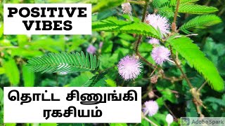 தொட்டாசிணுங்கி வீட்டில் வைத்தால் நன்மை | மூலிகை | Mimosa pudica herbal plant | Thottaal sinungi|