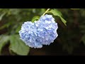 明月院 💙 紫陽花 blue hydrangea💙鎌倉kamakura 2019 ブルー あじさい